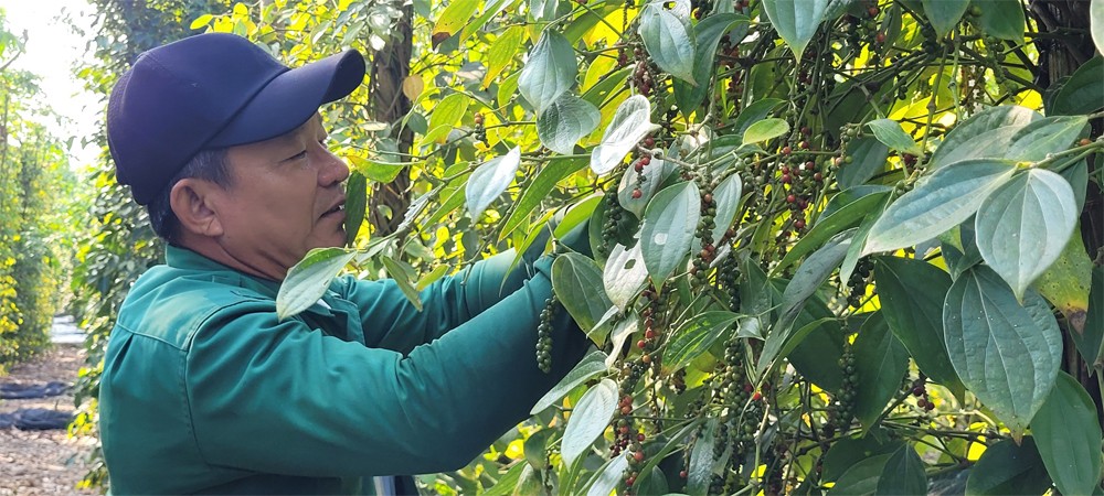 Dự báo giá tiêu ngày 21/6/2024: Giá tiêu tăng nhẹ tại Đông Nam Bộ?