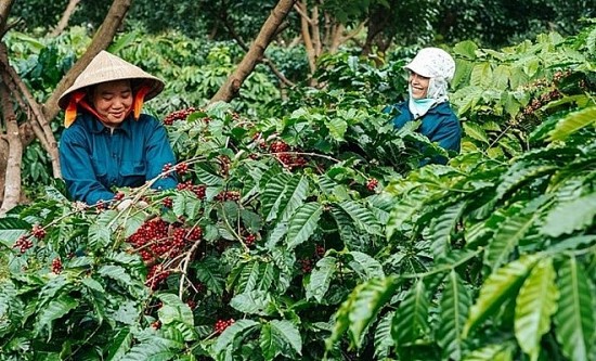 Giá cà phê hôm nay 21/6/2024: Giá cà phê trong nước bật tăng trở lại