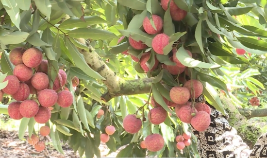 bac giang ket noi xuc tien tieu thu vai thieu sang cac thi truong kho tinh