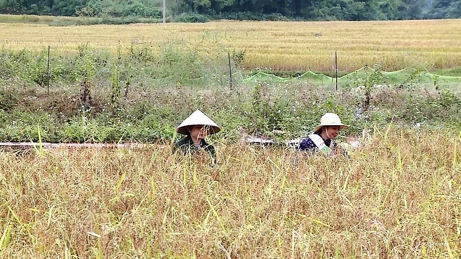 Thanh Hóa: Sản phẩm OCOP khơi dậy tiềm năng, tạo sinh kế cho người nông dân