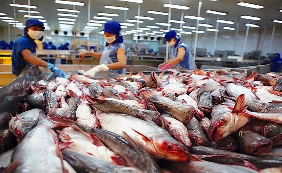 thu ve hang ty usd tu xuat khau ca tra van doi dien voi nguy co lon