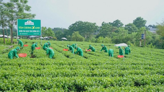 Khuyến công Thái Nguyên góp sức phát triển sản phẩm chè