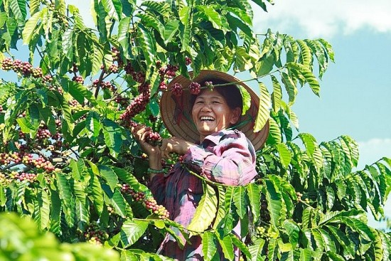 Giá cà phê hôm nay 26/6/2024: Giá cà phê trong nước bật tăng trở lại