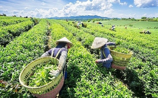 Việt Nam hiện đứng thứ 5 về xuất khẩu chè