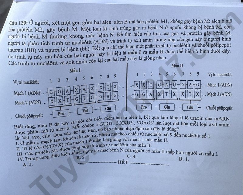 Cập nhật đề thi và đáp án môn Sinh học mã 204 kỳ thi tốt nghiệp THPT 2024