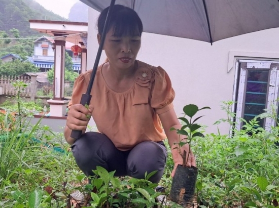 hoa binh nguoi phu nu muong mang rau rung ve trong thu tien ty moi nam