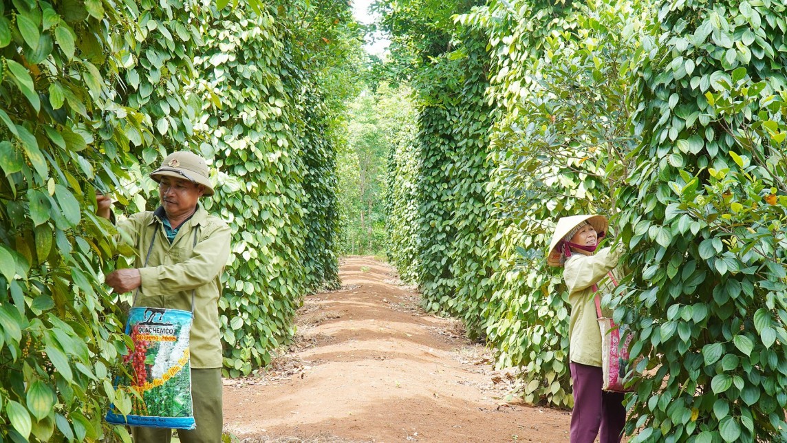 Dự báo giá tiêu ngày 3/7/2024: Giá tiêu trong nước quay đầu lao dốc?