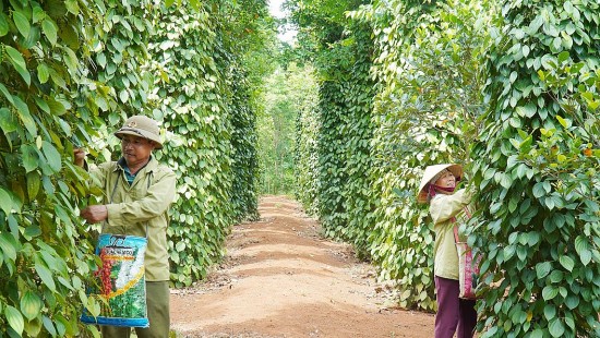 Dự báo giá tiêu ngày 3/7/2024: Giá tiêu trong nước quay đầu lao dốc?