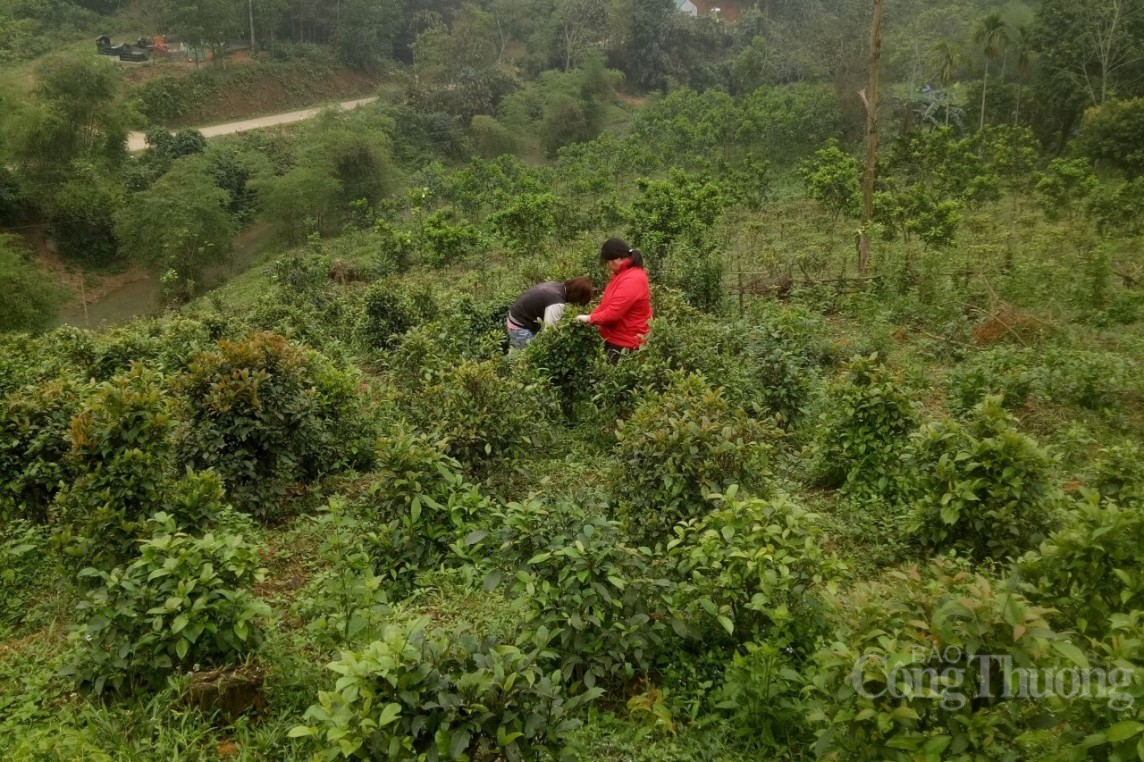 Hòa Bình: Người phụ nữ Mường mang rau rừng về trồng, thu tiền tỷ mỗi năm