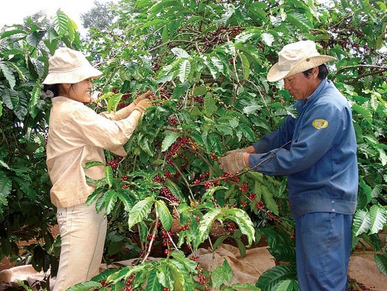 Dự báo giá cà phê ngày 4/7/2024: Giá cà phê tiếp đà tăng mạnh?