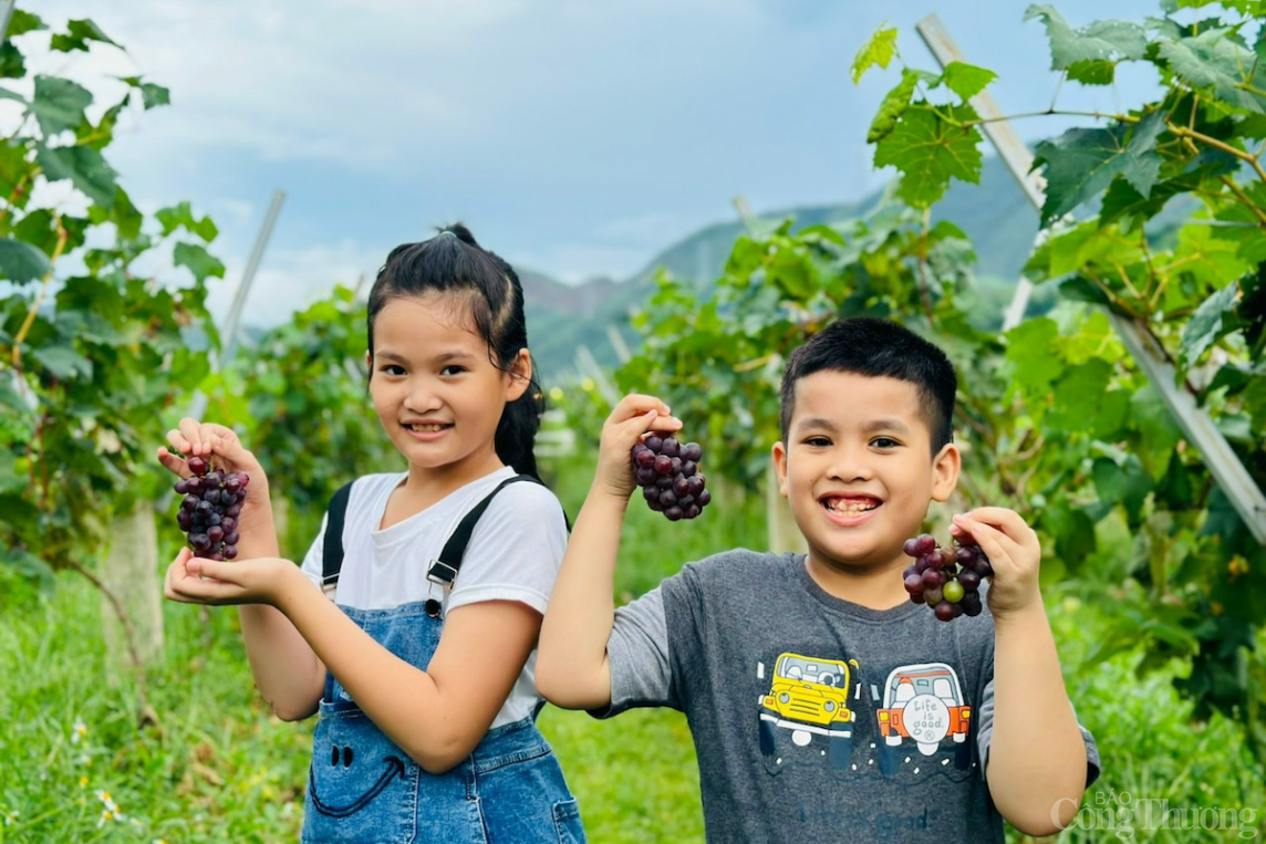 Mang nho Ninh Thuận về trồng tại Đà Nẵng để phát triển du lịch trải nghiệm