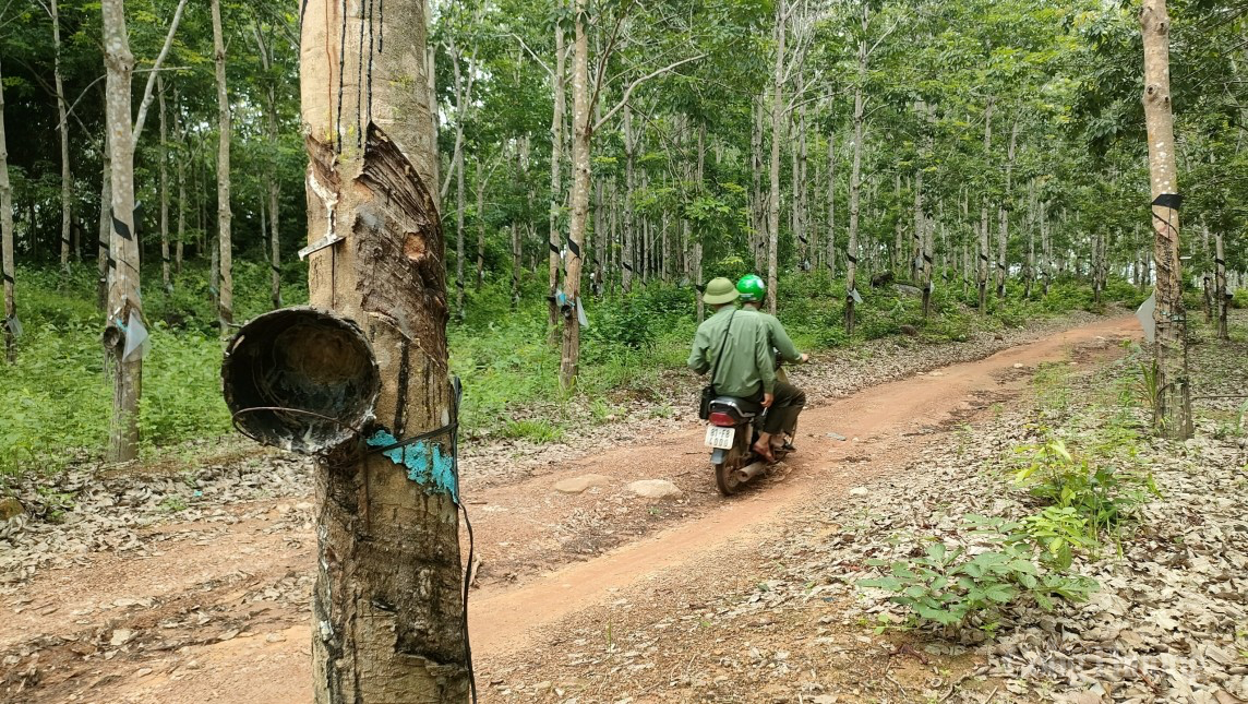 Gia Lai: Doanh nghiệp muốn chuyển đổi hàng trăm ha cây trồng, Chi cục bảo được, huyện nói không