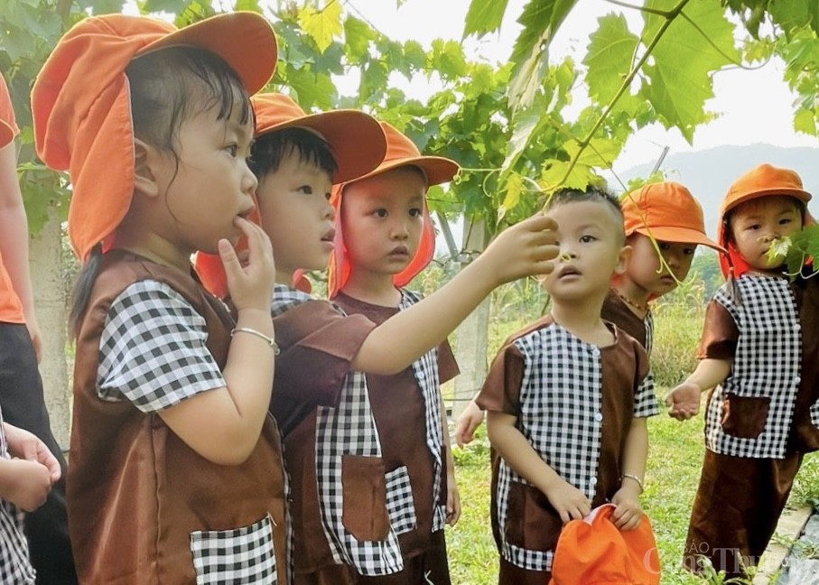 Mang nho Ninh Thuận về trồng tại Đà Nẵng để phát triển du lịch trải nghiệm