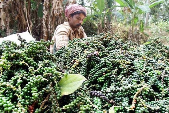 Dự báo giá tiêu ngày 5/7/2024: Giá tiêu tiếp đà trượt dốc?