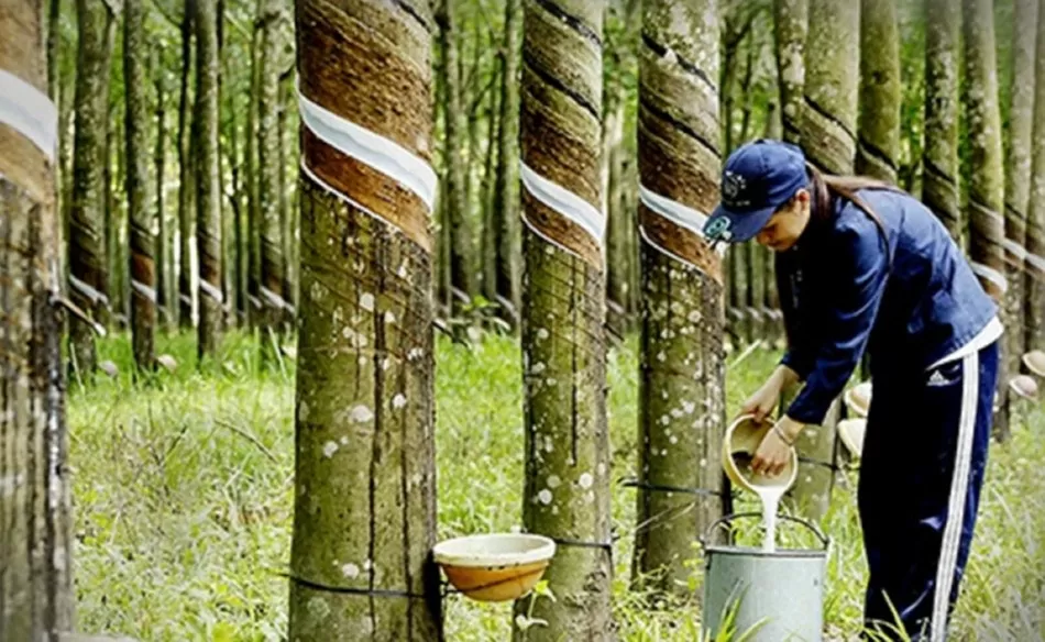 Xuất khẩu cao su tăng mạnh