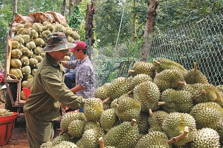 Đắk Lắk: Hướng đến thị trường đầu ra bền vững cho sầu riêng