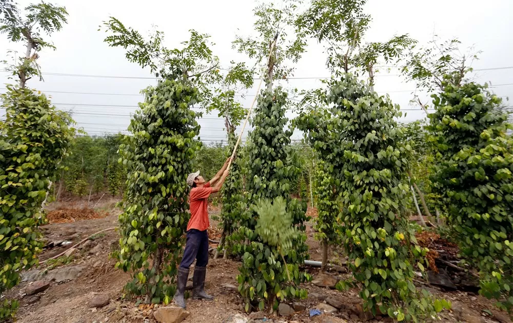 Giá tiêu hôm nay 10/7/2024: Nối dài đà tăng, Đắk Lắk và Đắk Nông chạm mốc 155.000 đồng/kg