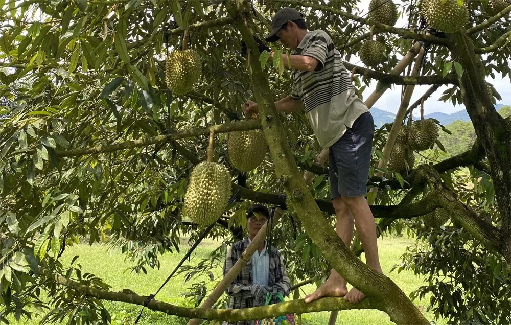 60 gian hàng tham gia Lễ hội trái cây Khánh Sơn (Khánh Hòa) năm 2024