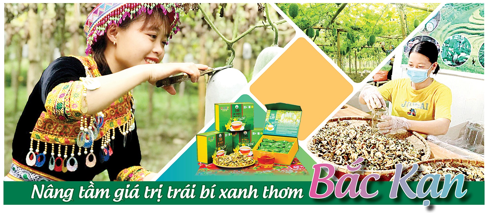 Nâng tầm giá trị trái bí xanh thơm Bắc Kạn