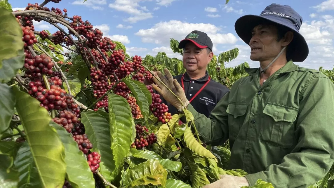 Nhập khẩu cà phê của Trung Quốc từ Việt Nam kỳ vọng sự bứt phá