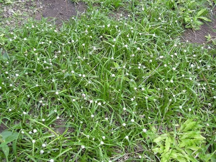 Cỏ bạc đầu ông - bài thuốc quý ít ai biết