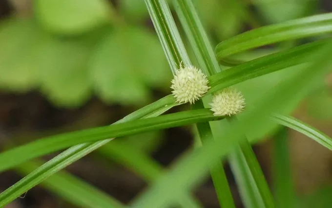 Cỏ bạc đầu ông - bài thuốc quý ít ai biết