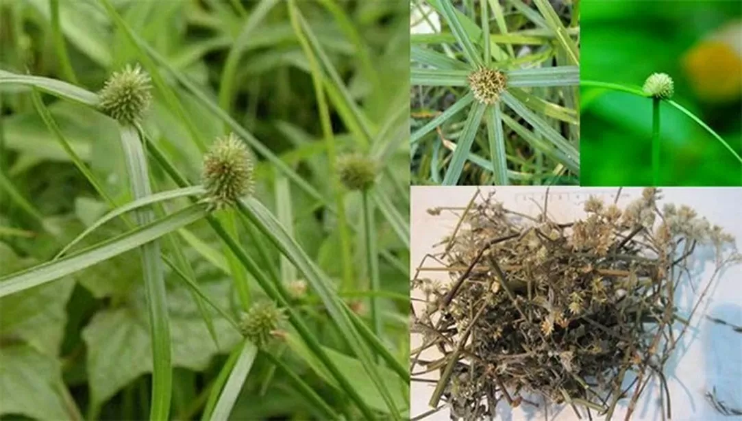Cỏ bạc đầu ông - bài thuốc quý ít ai biết