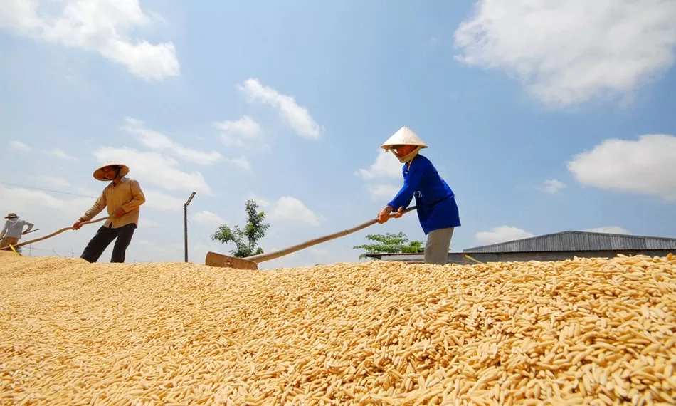 Giá lúa gạo hôm nay ngày 19/7: Giá lúa giảm mạnh 200-500 đồng/kg, gạo xuất khẩu giảm nhẹ