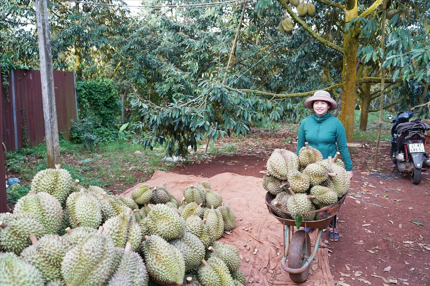 nâng tâm giá trị sầu riêng huyện Krông Pắk