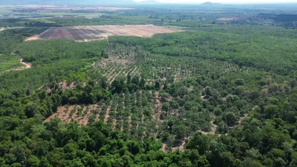 Gia Lai đề nghị Bộ Nông nghiệp & Phát triển nông thôn hỗ trợ 'hồi sinh' 12.000 ha cao su