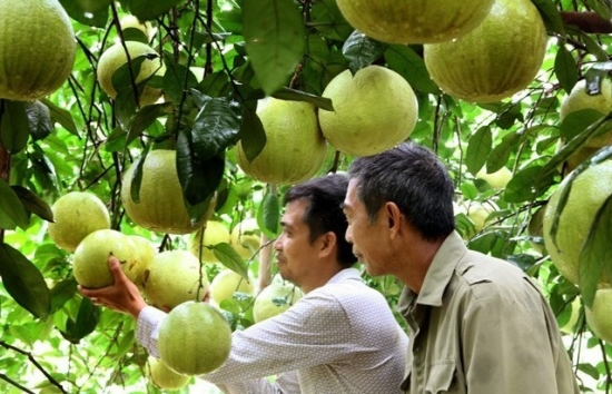 tuyen quang 7 san pham nong san tieu bieu se duoc xuat khau sang chau au