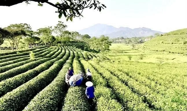 Tuyên Quang nỗ lực phát huy thế mạnh nông nghiệp