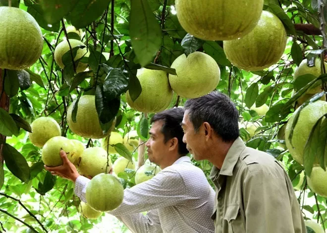 Tuyên Quang nỗ lực phát huy thế mạnh nông nghiệp