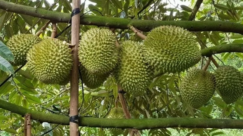 Tuy giá giảm, các chuyên gia nhận định sầu riêng Musang King và Black Thorn vẫn còn nhiều tiềm năng phát triển tại Việt Nam.