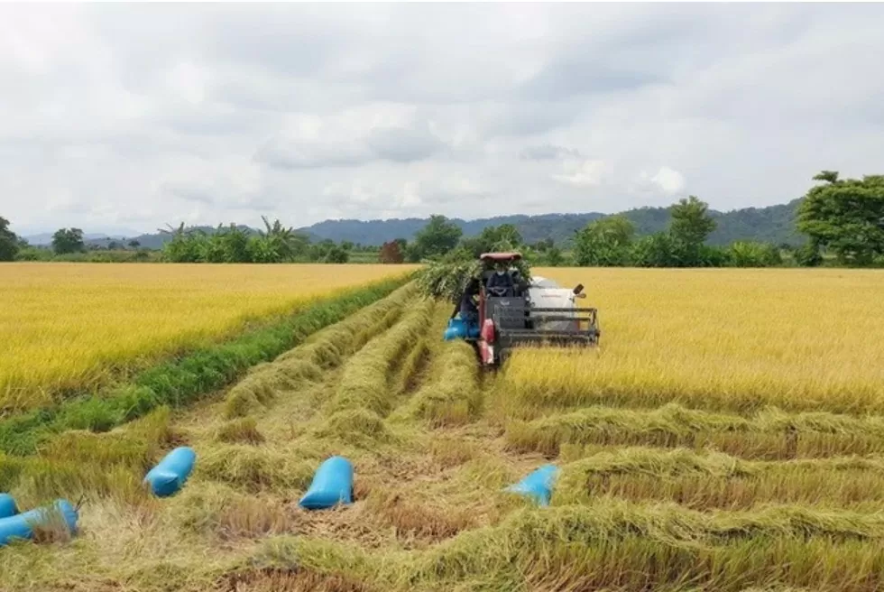 Giá lúa gạo hôm nay ngày 28/7: Giá gạo tăng 150 -200 đồng/kg