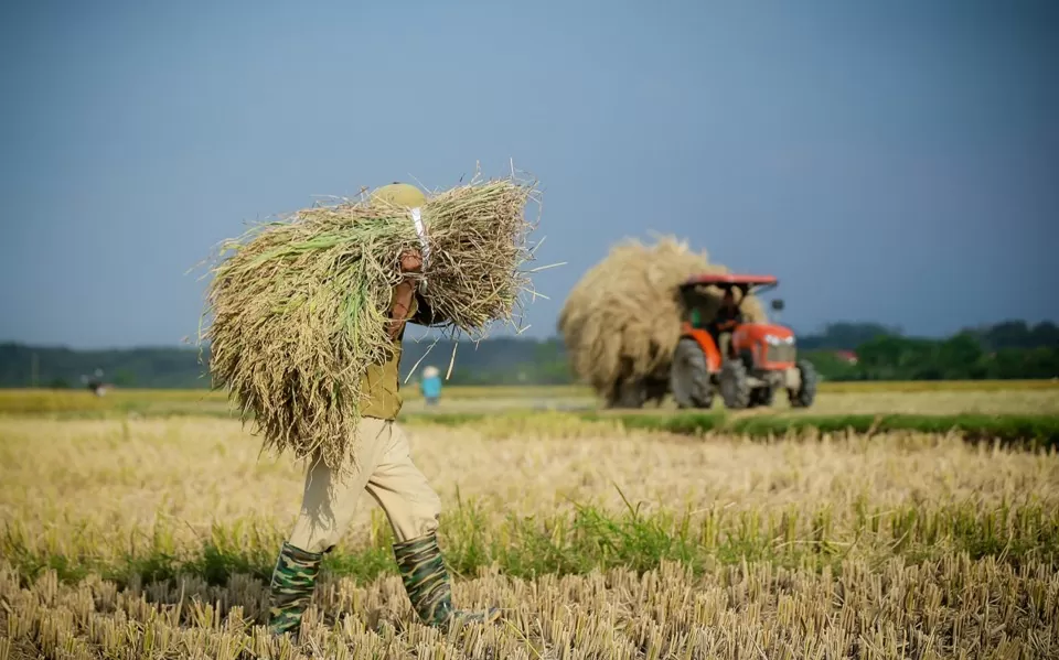 Giá lúa gạo hôm nay ngày 1/8: Giá gạo tăng 100 - 250 đồng/kg; thị trường gạo giá tăng nhẹ