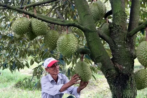 Giải pháp cho nông dân khi giá trái cây vào vụ tiếp tục rớt giá