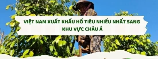 Infographic | Việt Nam xuất khẩu hồ tiêu nhiều nhất sang khu vực châu Á