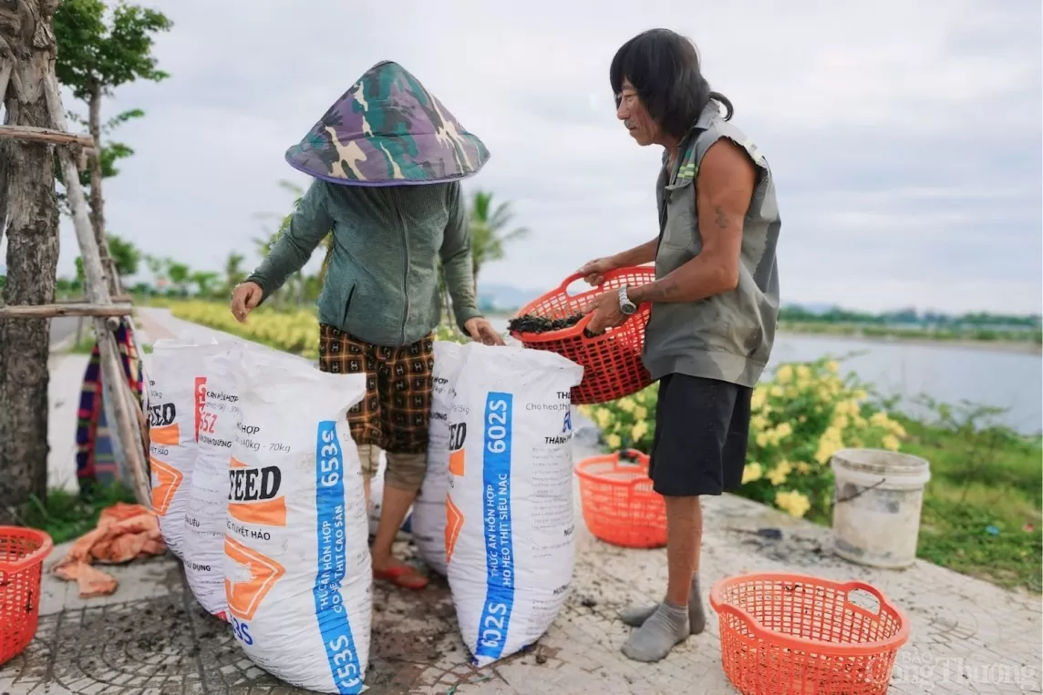 Sau khi bắt được đầy bao, người dân mang sìa lên bờ để làm sạch và để ráo nước. Chờ thương lái đến mua.