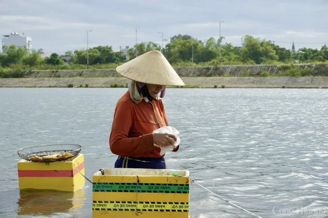 Bữa trưa của những người mưu sinh bằng nghề mò sìa trên sông Cổ Cò là ổ bánh mì. Họ ăn ngay dưới sông để tranh thủ mò thêm sìa bán lấy tiền.