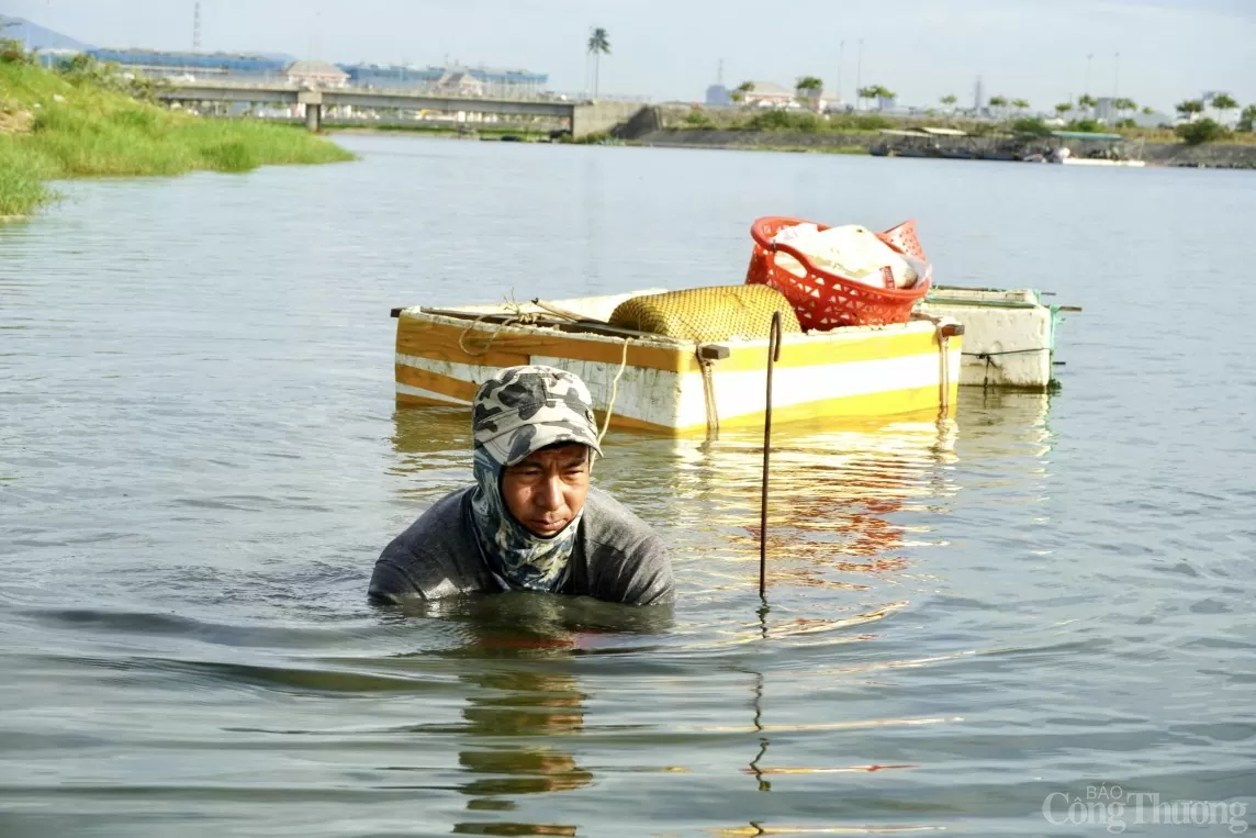 6 giờ sáng, khi nước bắt đầu rút là lúc anh Trịnh Ngọc Hùng (trú quận Sơn Trà, TP. Đà Nẵng) lại lội bùn, ngâm mình dưới nước để mò sìa. Theo anh Hùng, nghề mò sìa phụ thuộc vào thời tiết và mực nước, nếu nước dâng cao thì không thể mò được.