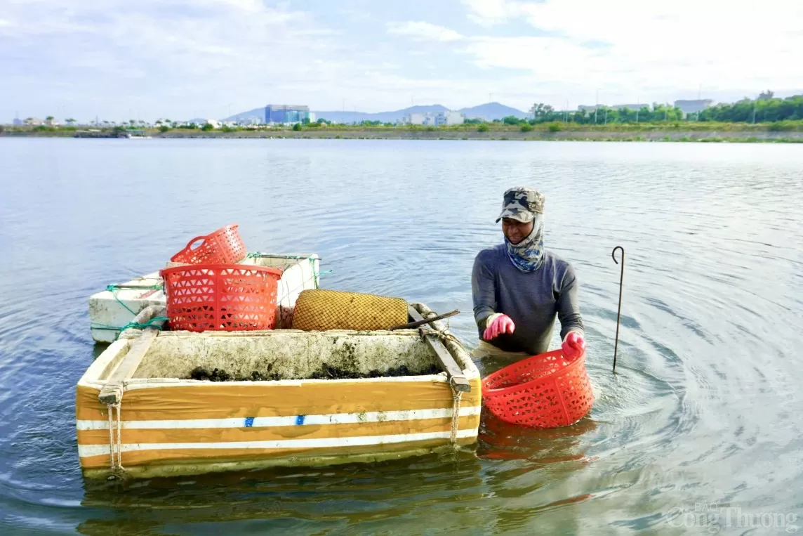 Người mò sìa mang theo dụng cụ rất đơn giản, đó chỉ là vài thùng xốp, chiếc rổ nhựa. Việc mò sìa hoàn toàn bằng tay, tìm đến chỗ nước cạn, dùng tay mò mẫm vào lớp bùn để tìm nghêu, vẹm.