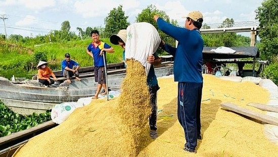 gia lua gao hom nay ngay 482024 on dinh gia gao xuat khau o muc thap