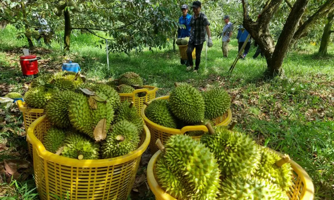 Doanh nghiệp sầu riêng ‘dán nhầm’ mã số vùng trồng: Làm gì để nông sản xuất khẩu không bị phạt ‘thẻ đỏ”?