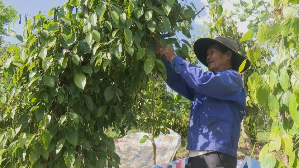 Giá tiêu hôm nay 6/8/2024: Bất ngờ giảm mạnh, liệu đã về vùng đáy hay có thể giảm sâu hơn?