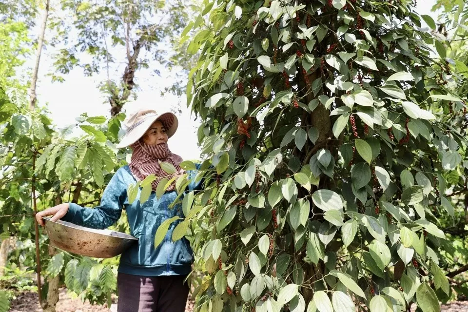 Giá tiêu hôm nay 7/8/2024: Biến động mạnh trên thị trường xuất khẩu và trong nước, liệu có đợt tăng giá sốc?