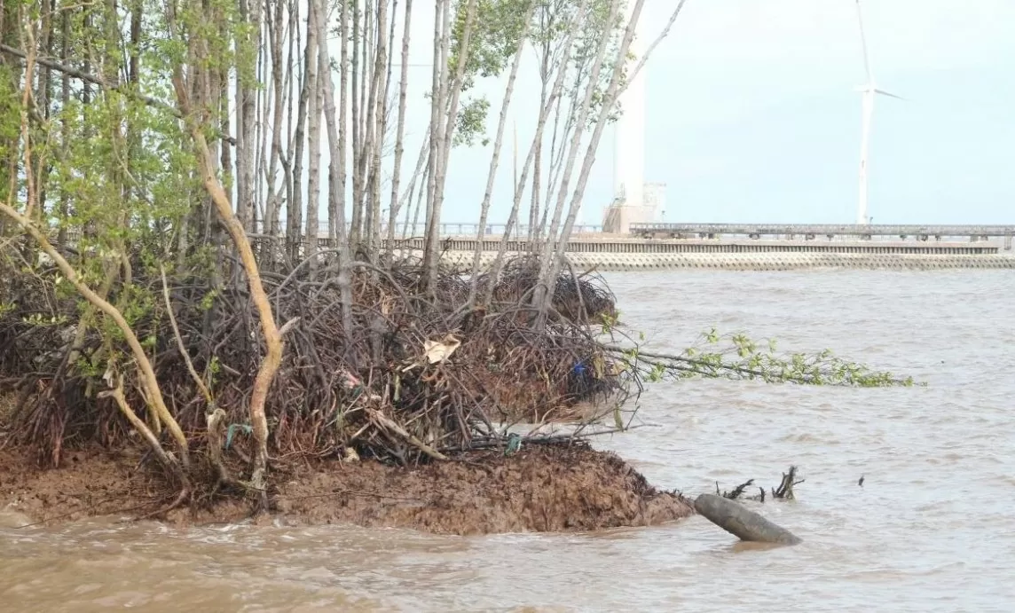 Bạc Liêu: Nguyên nhân sạt lở nghiêm trọng tại đê Biển Đông