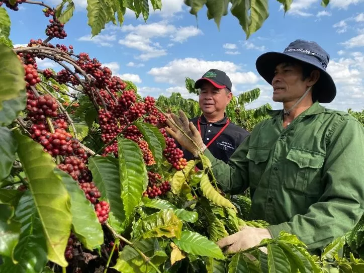 Giá cà phê tăng, sản lượng sụt giảm tạo những thách thức và cơ hội nào cho doanh nghiệp?