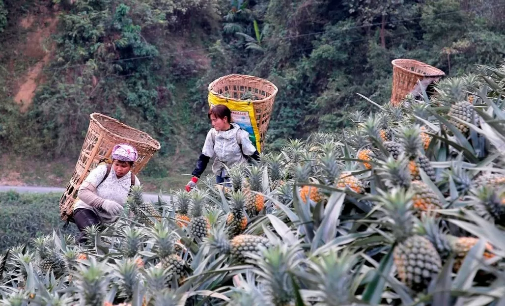 Lào Cai: Liên kết bao tiêu sản phẩm dứa tại huyện Mường Khương và Bảo Thắng