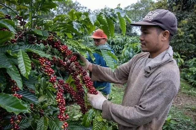 Giá cà phê hôm nay 9/8/2024: Trong nước tiếp đà tăng mạnh, liệu sẽ bắt đầu một đợt tăng giá mới?